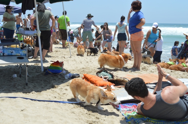 I met lots of corgis and their friendly people