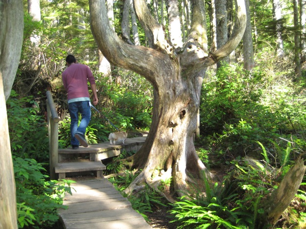 Wooden path that to the Cape